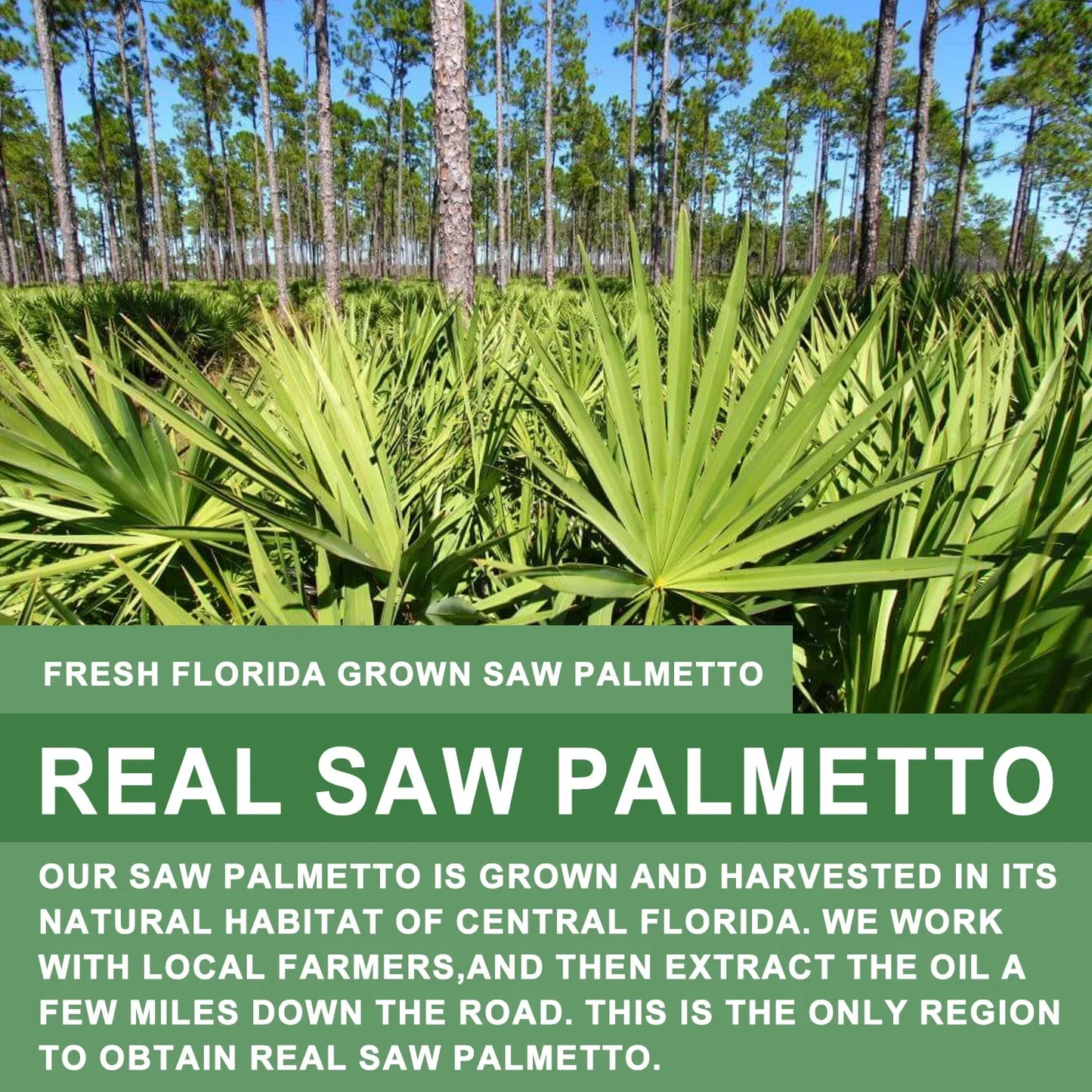 Saw Palmetto - Prostate Support, Prevents Hair Loss, Urinary Tract Health, Promotes Hair Growth